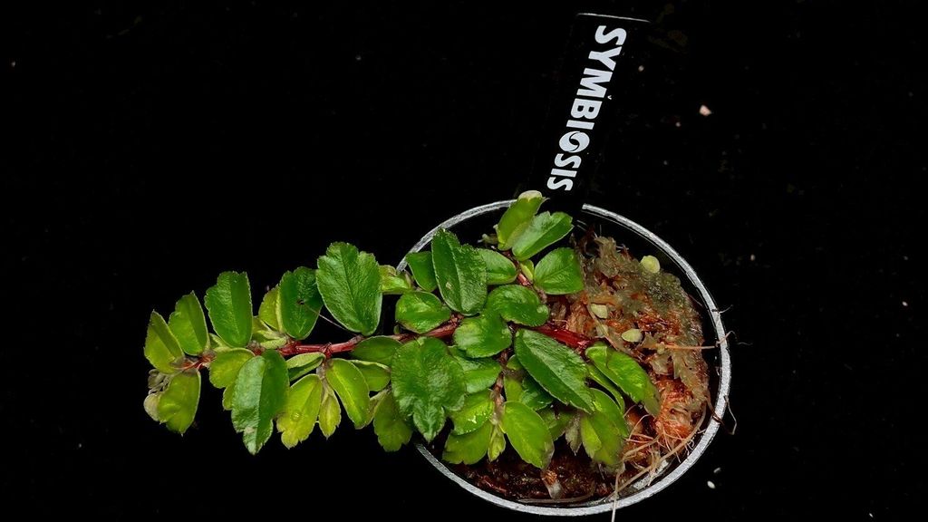 LINE_ALBUM_2025730_250730_1