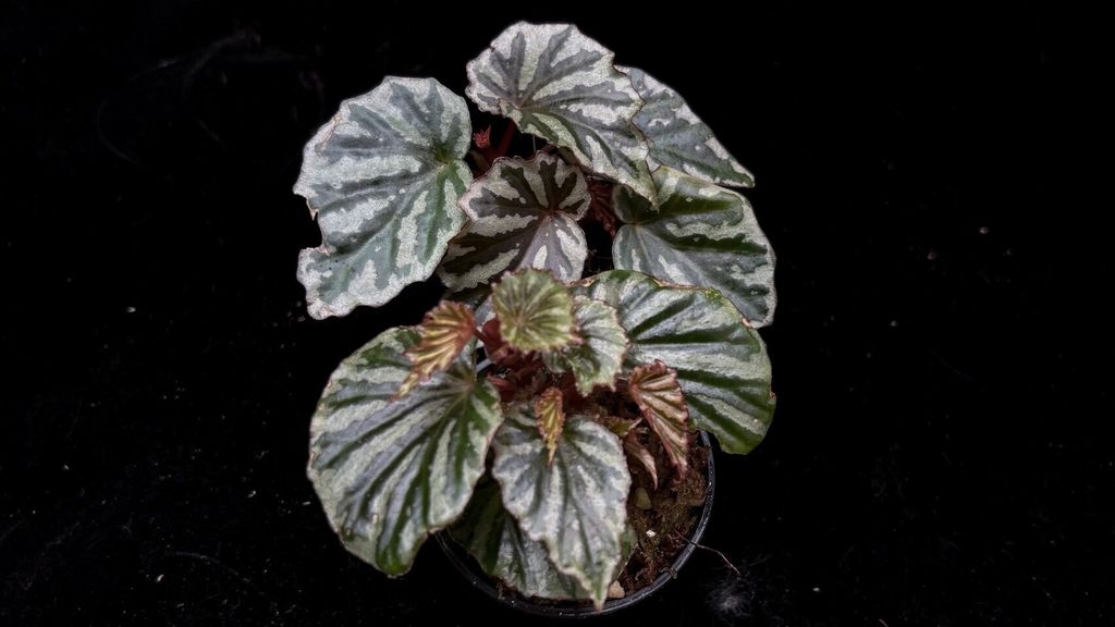 LINE_ALBUM_20241029_241029_134