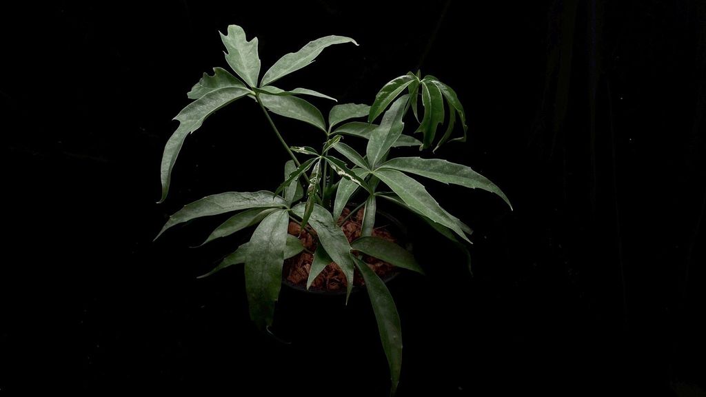 LINE_ALBUM_2025923_250923_4