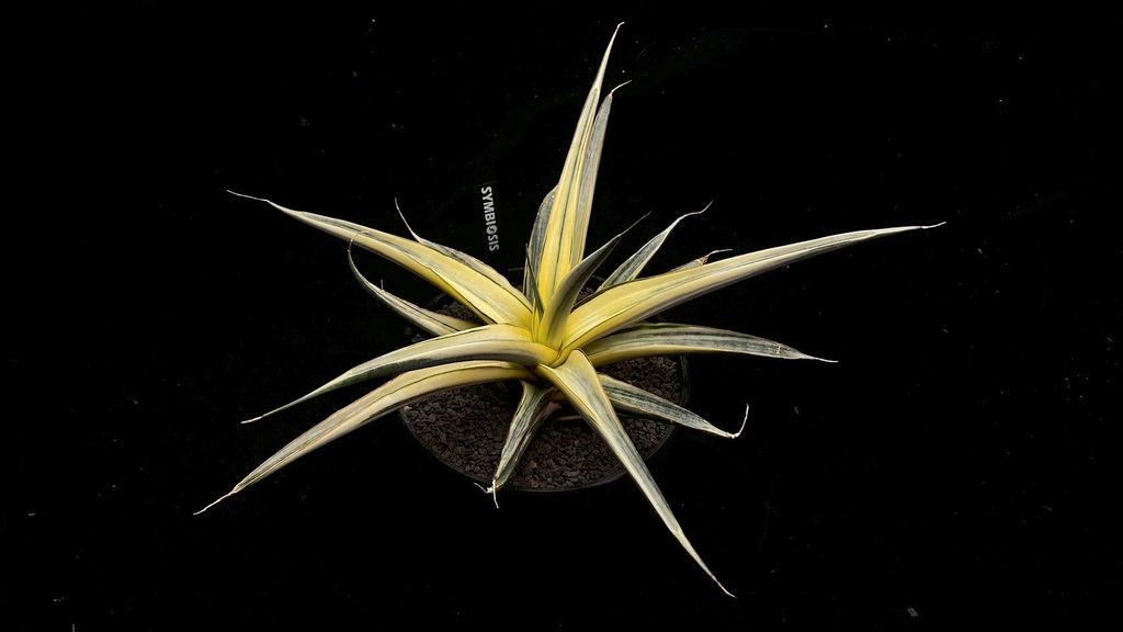 LINE_ALBUM_2025923_250923_109