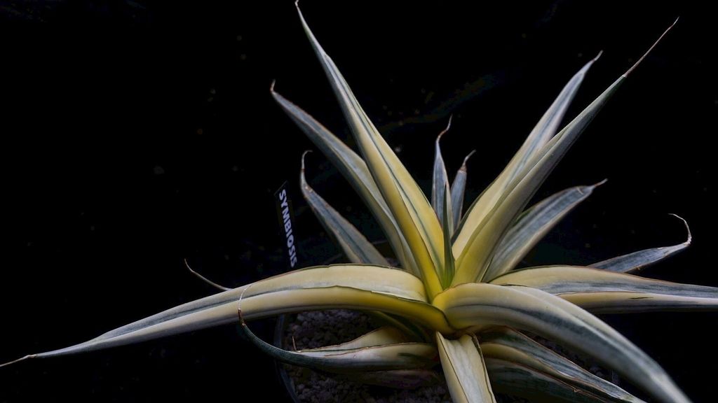 LINE_ALBUM_2025923_250923_106