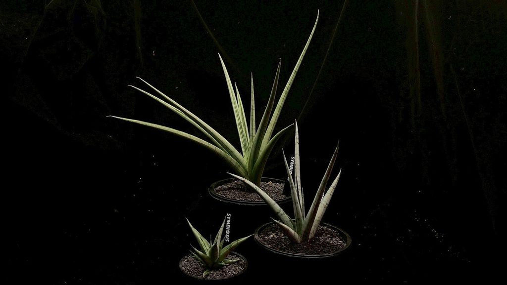 LINE_ALBUM_2025923_250923_97