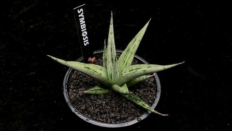 多肉植物Senna meridionalis 沙漠蘇木 メリジョナリス センナ Senna meridionalis