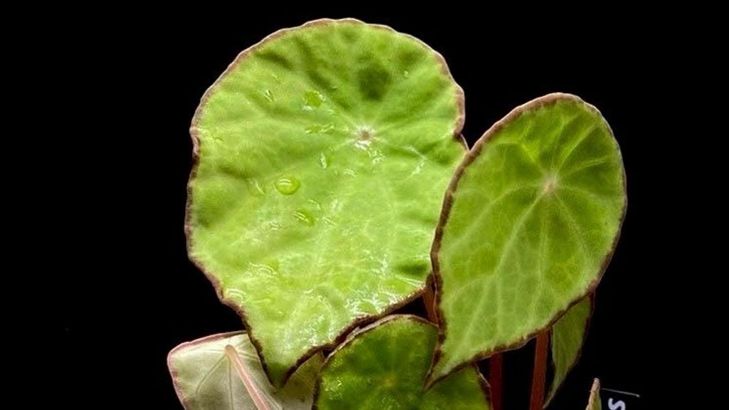 LINE_ALBUM_20251122_251122_11