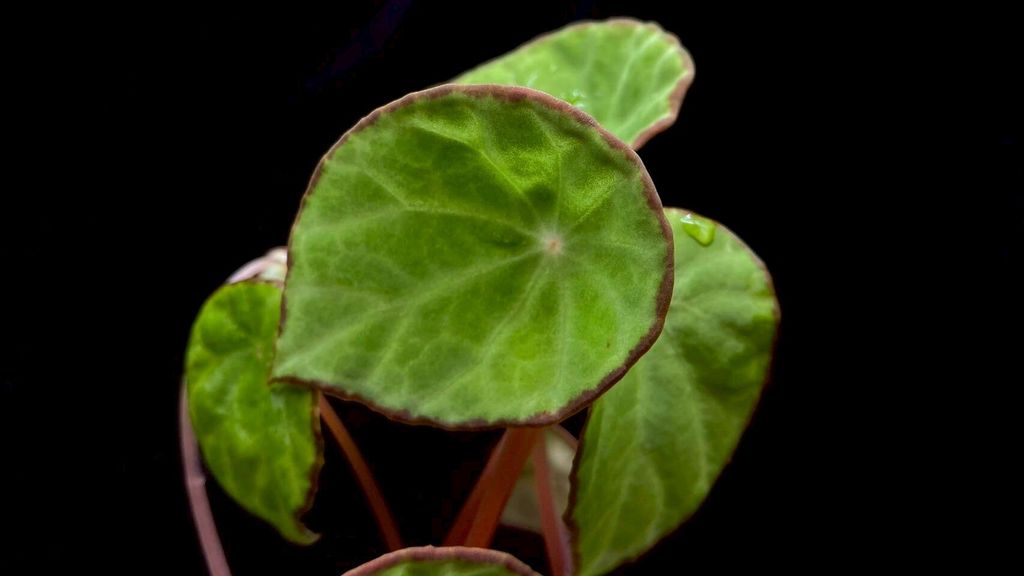 LINE_ALBUM_20251122_251122_10