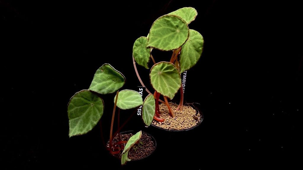 LINE_ALBUM_20251122_251122_6