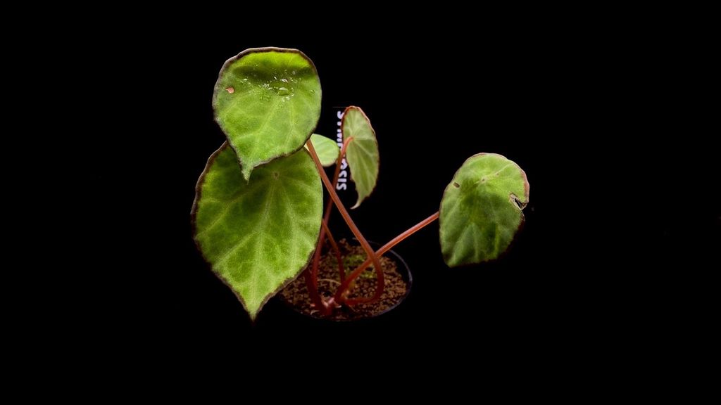 LINE_ALBUM_20251122_251122_7