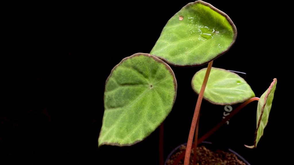 LINE_ALBUM_20251122_251122_8