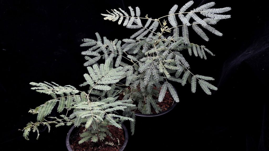 LINE_ALBUM_20241029_241029_50