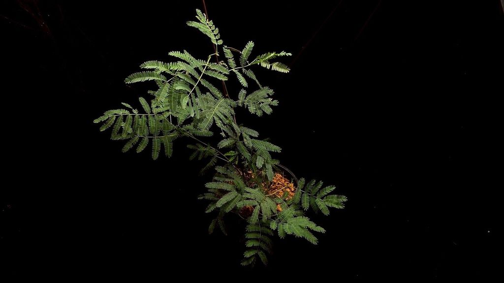 LINE_ALBUM_20251122_251122_37