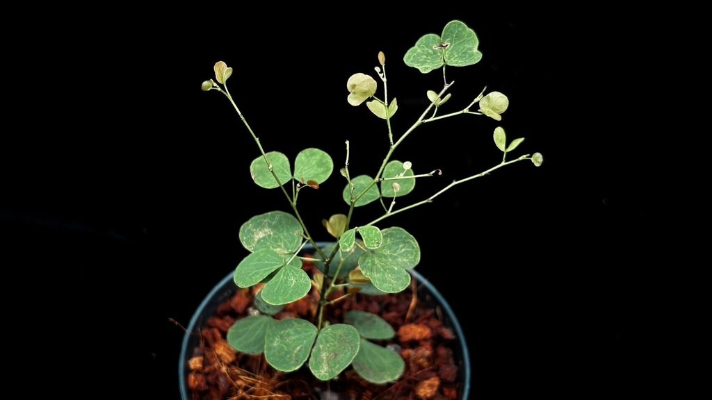 LINE_ALBUM_20241029_241029_54