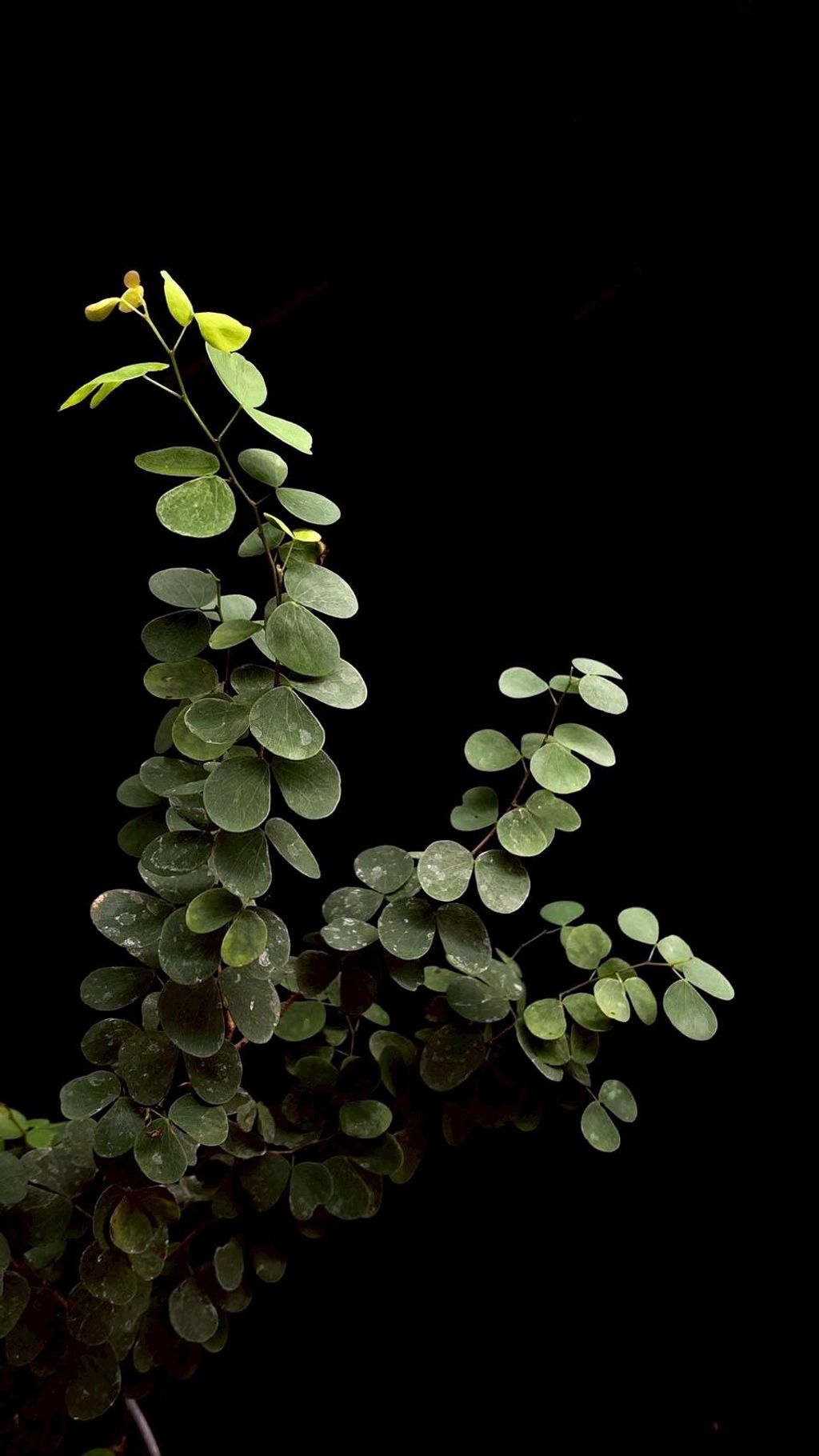 LINE_ALBUM_20251122_251122_50