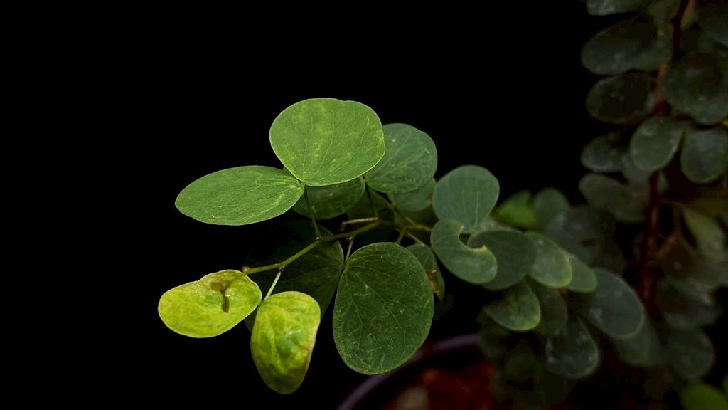 LINE_ALBUM_20251122_251122_52