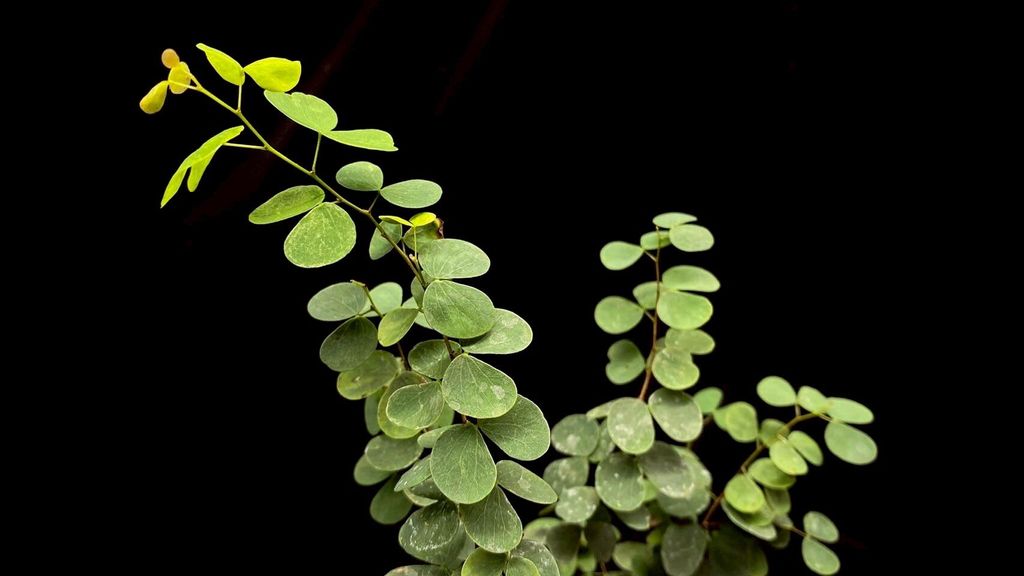 LINE_ALBUM_20251122_251122_51