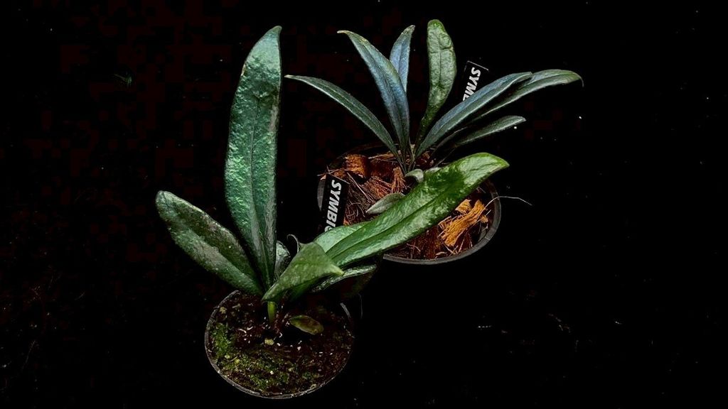 LINE_ALBUM_20251122_251122_146