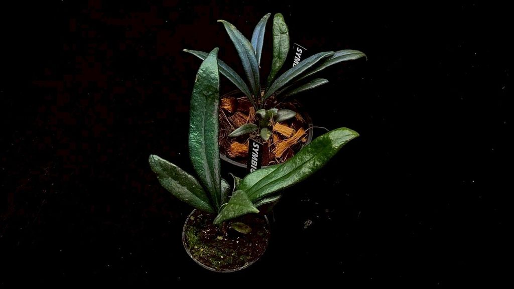 LINE_ALBUM_20251122_251122_145