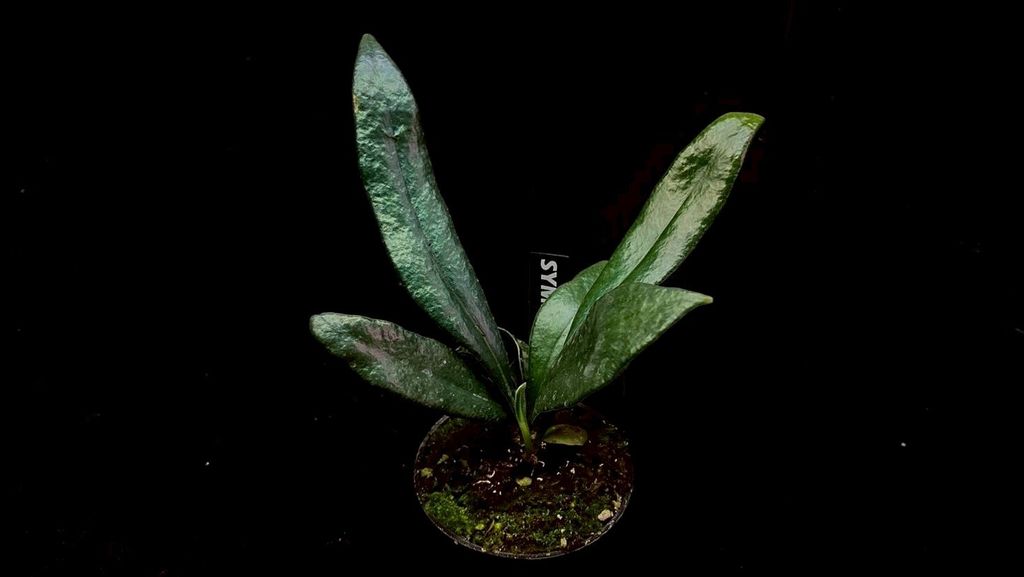 LINE_ALBUM_20251122_251122_141