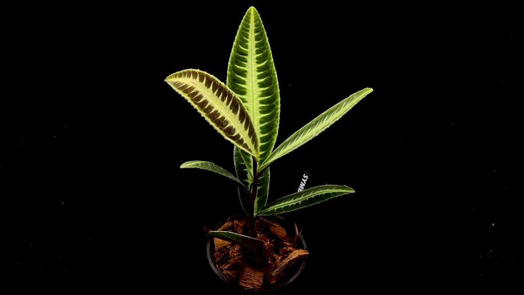 LINE_ALBUM_20251122_251122_90