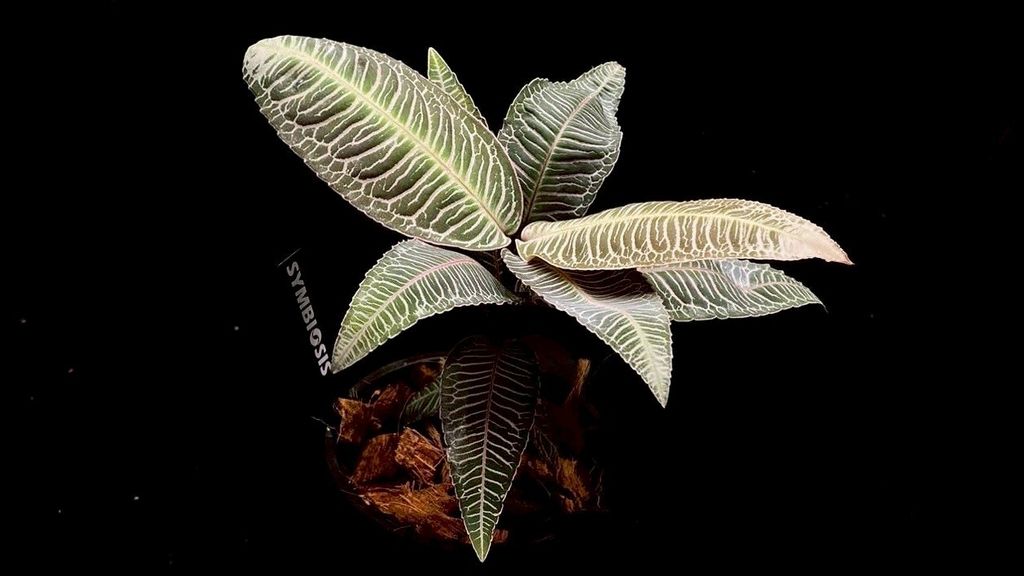 LINE_ALBUM_20251122_251122_100