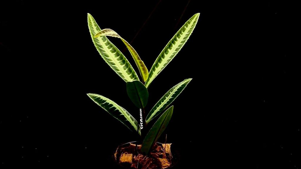 LINE_ALBUM_20251122_251122_94