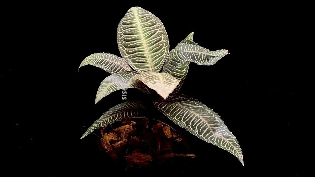 LINE_ALBUM_20251122_251122_96