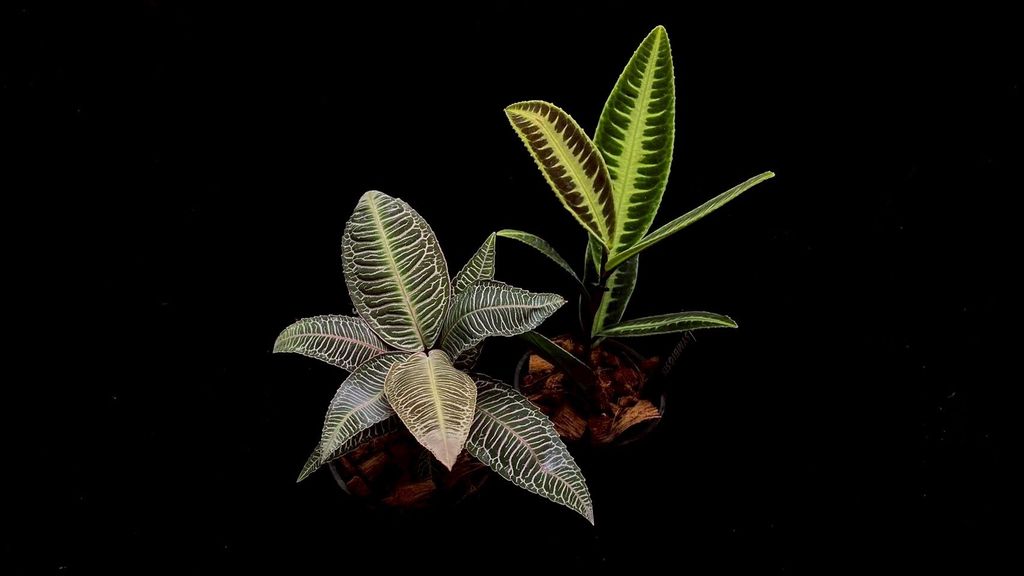 LINE_ALBUM_20251122_251122_98