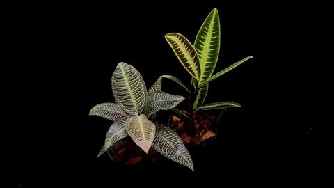 LINE_ALBUM_20251122_251122_98