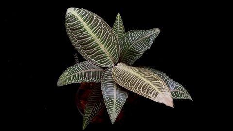 LINE_ALBUM_20251122_251122_95