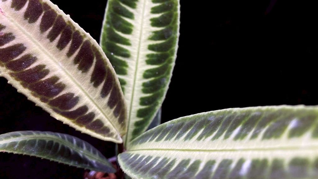 LINE_ALBUM_20251122_251122_93