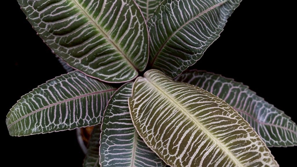 LINE_ALBUM_20251122_251122_99