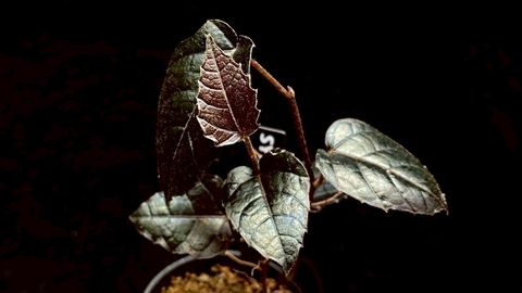 LINE_ALBUM_20251122_251122_144