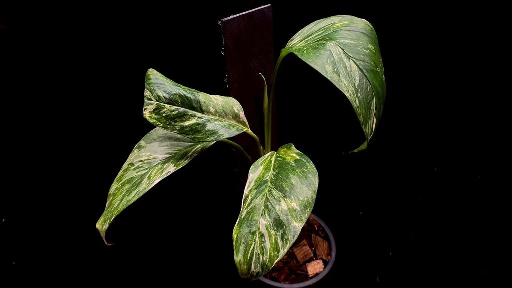 LINE_ALBUM_20251122_251122_136