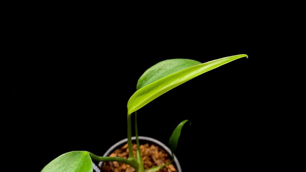 LINE_ALBUM_20251122_251122_41