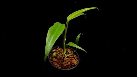 LINE_ALBUM_20251122_251122_44