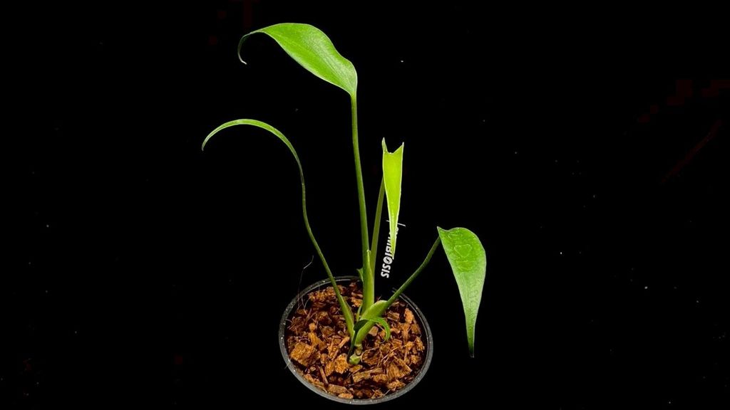 LINE_ALBUM_20251122_251122_42