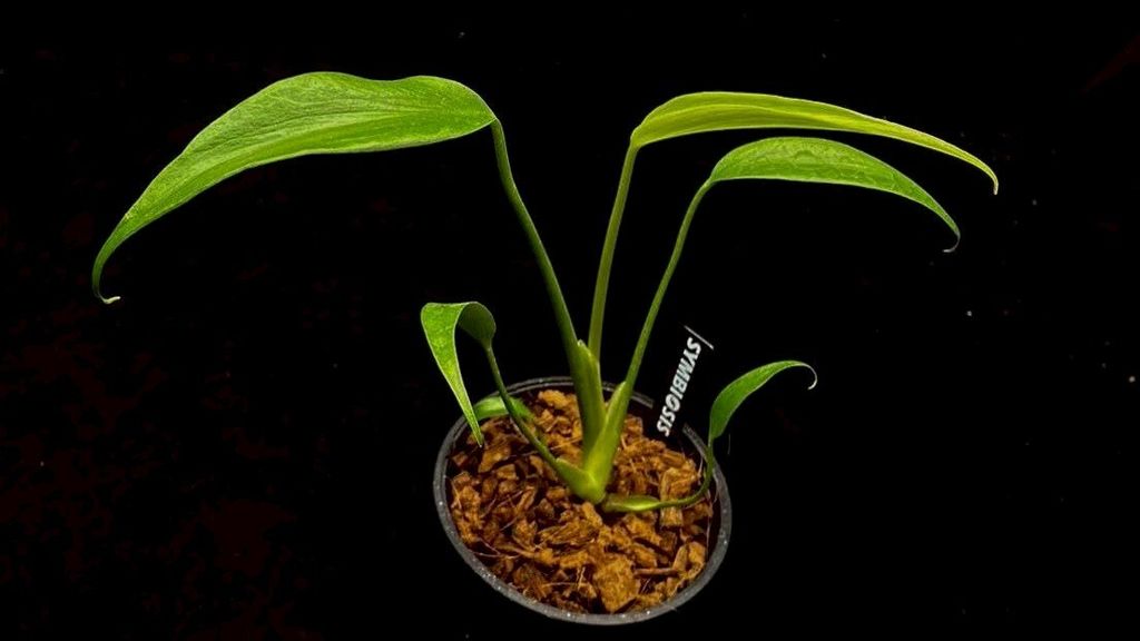 LINE_ALBUM_20251122_251122_43