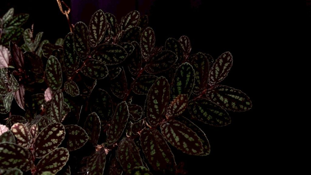 LINE_ALBUM_20251122_251122_123