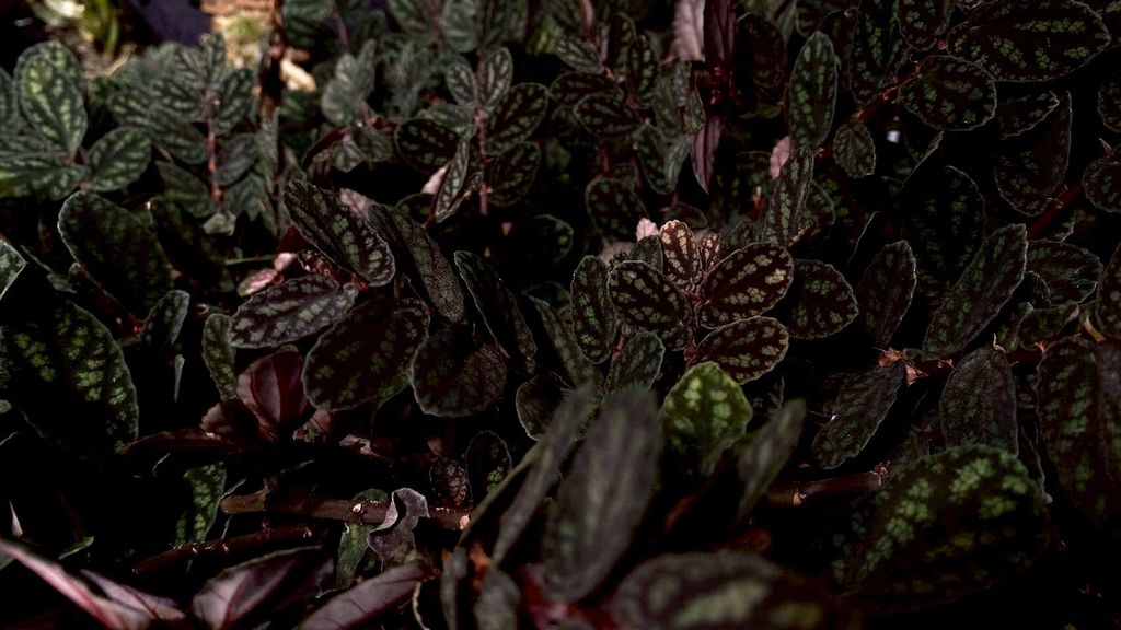 LINE_ALBUM_20251122_251122_122