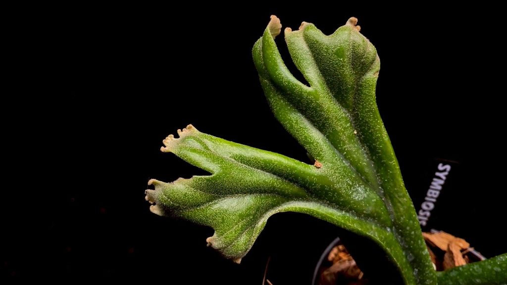 LINE_ALBUM_20251122_251122_101