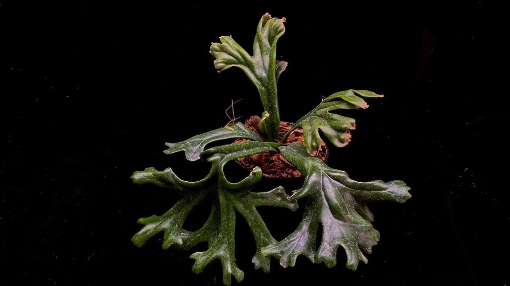 LINE_ALBUM_20251122_251122_108