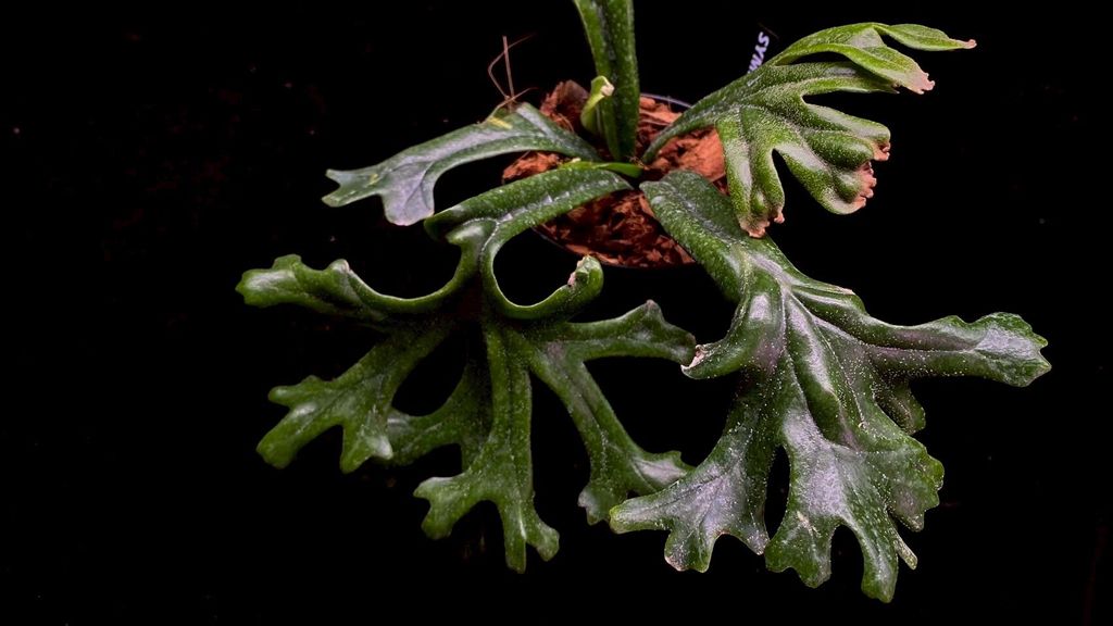 LINE_ALBUM_20251122_251122_107