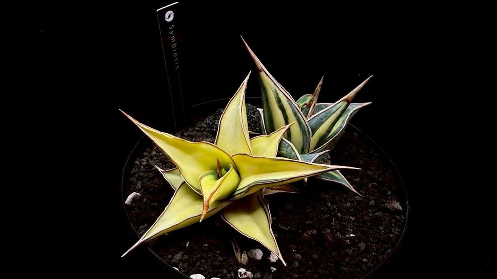 LINE_ALBUM_20251122_251122_134