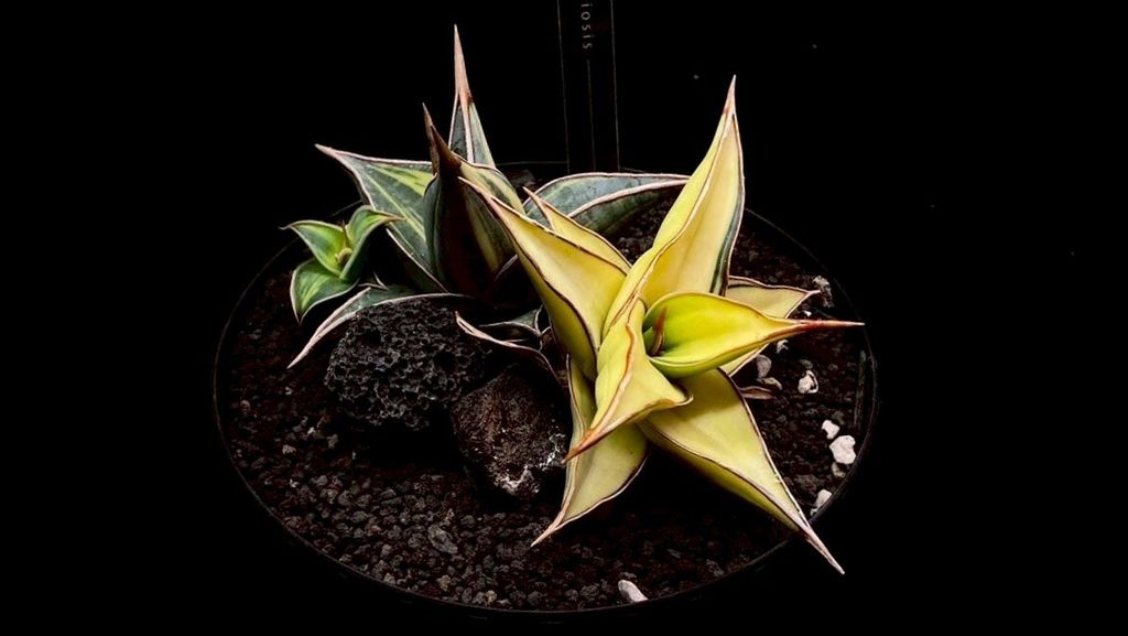 LINE_ALBUM_20251122_251122_133