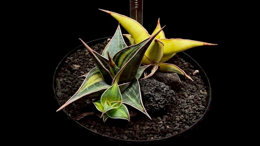 LINE_ALBUM_20251122_251122_140