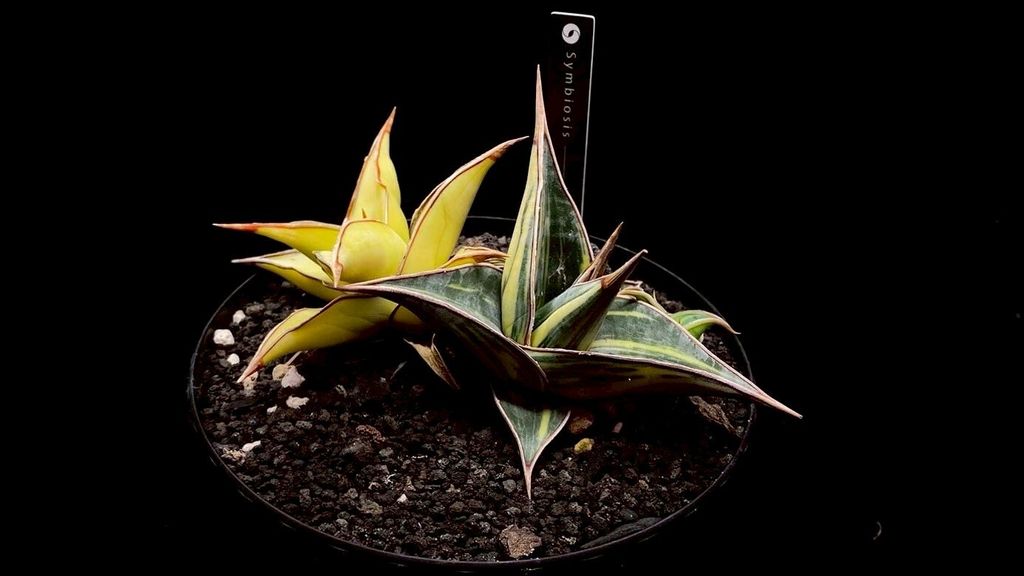 LINE_ALBUM_20251122_251122_135