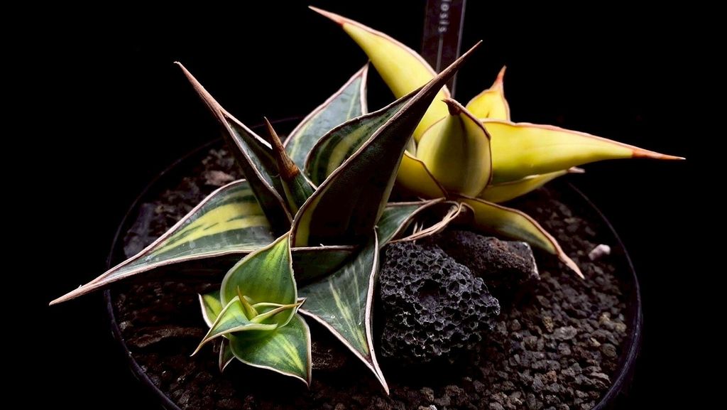 LINE_ALBUM_20251122_251122_139