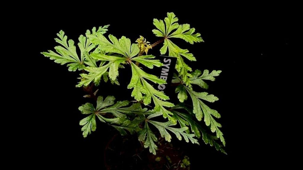 LINE_ALBUM_20251122_251122_130