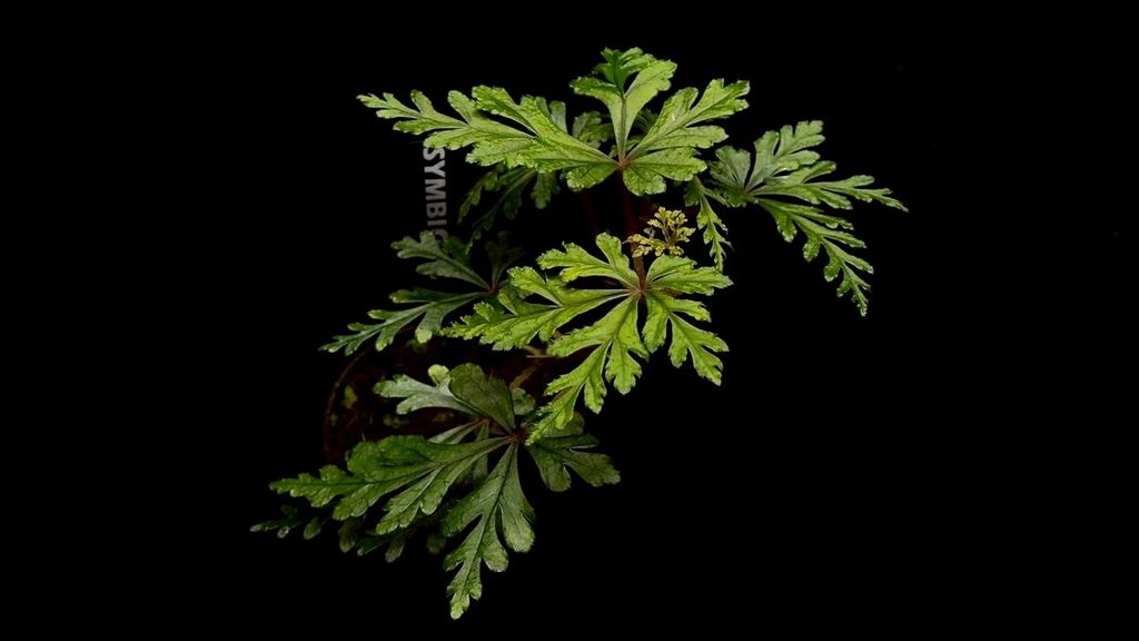 LINE_ALBUM_20251122_251122_125