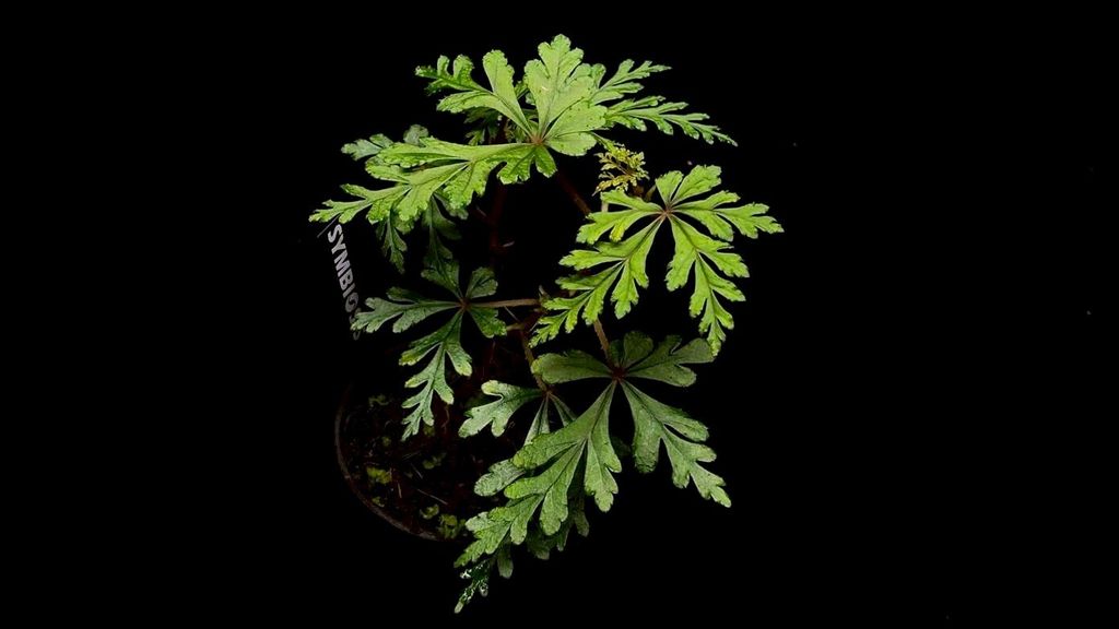 LINE_ALBUM_20251122_251122_129