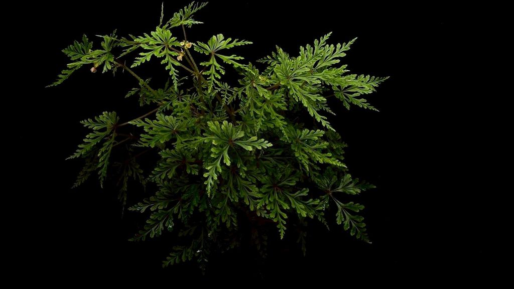 LINE_ALBUM_20251122_251122_128